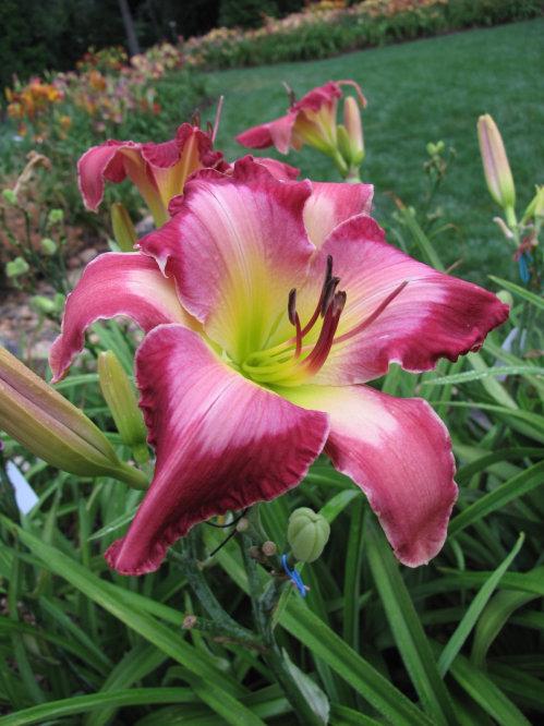 ROSES FOR DALLAS (Davisson-J 2015)